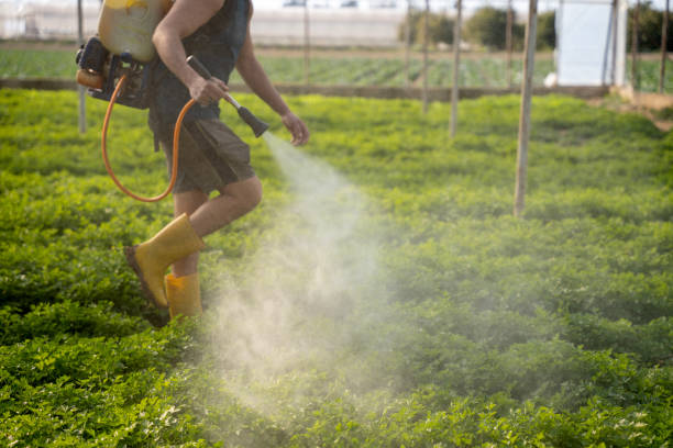 Best Flea Control Services  in Safford, AZ