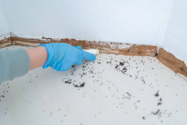Best Rodent Control Near Me  in Safford, AZ